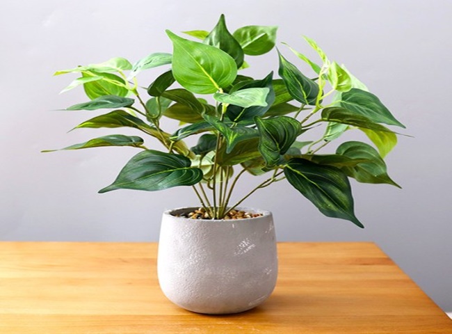 Đặt chậu c&acirc;y trong nh&agrave; để th&ocirc;ng tho&aacute;ng kh&ocirc;ng kh&iacute;