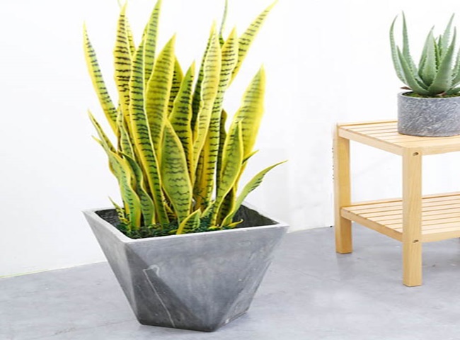 C&acirc;y lưỡi hổ kh&ocirc;ng tốt cho sức khỏe