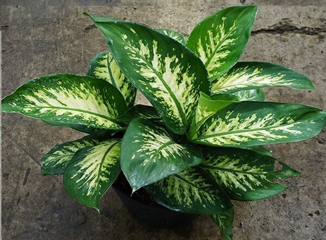 Mủ c&acirc;y Vạn Ni&ecirc;n Thanh g&acirc;y ra vi&ecirc;m da