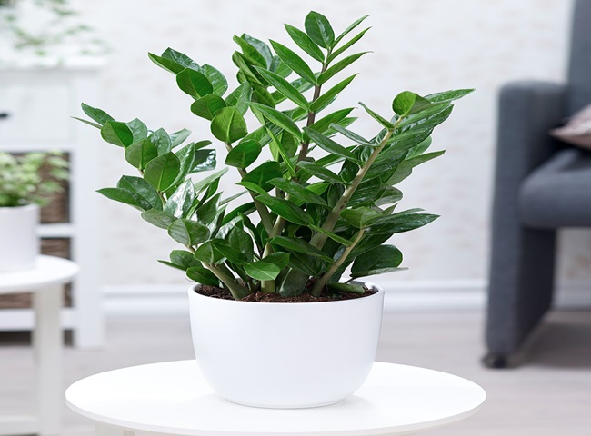 C&acirc;y Kim Tiền l&agrave; loại c&acirc;y mang lại nhiều lợi &iacute;ch cho sức khỏe