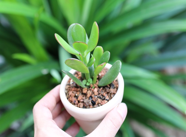 Tuổi thọ của sen Đ&aacute; cao v&agrave; c&oacute; thể tự ph&aacute;t triển