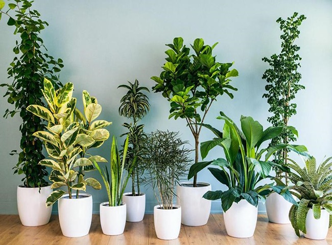 Trồng c&acirc;y cải thiện thẩm mỹ v&agrave; tạo kh&ocirc;ng kh&iacute; thoải m&aacute;i