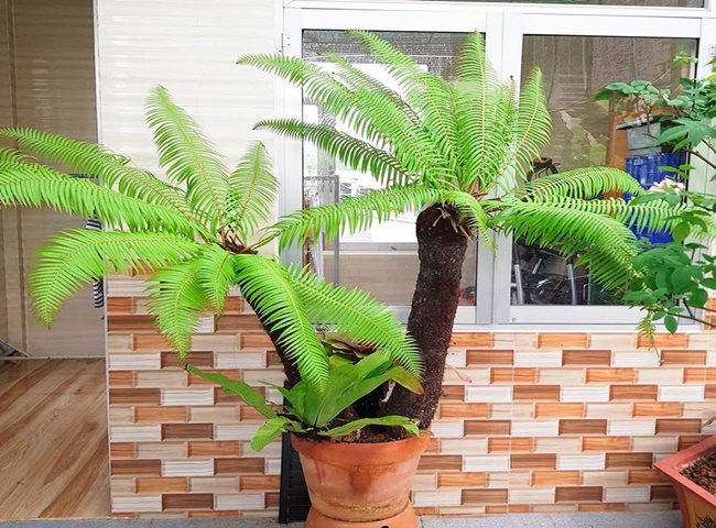 Dương Xỉ l&agrave; một trong những loại c&acirc;y c&oacute; thể ph&aacute;t triển trong mọi điều kiện