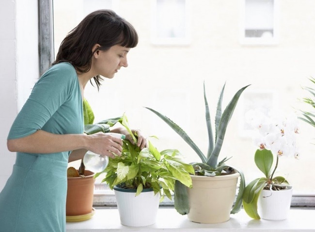 Cây trồng trong nhà không cần ánh sáng dễ trồng, sống lâu