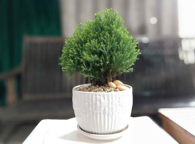 Tuyết T&ugrave;ng l&agrave; loại c&acirc;y th&iacute;ch nghi tốt với c&aacute;c điều kiện m&ocirc;i trường kh&aacute;c nhau
