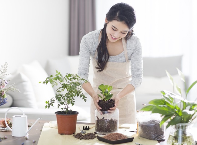 Hầu hết c&aacute;c loại c&acirc;y lọc kh&ocirc;ng kh&iacute; trong ph&ograve;ng đều dễ trồng