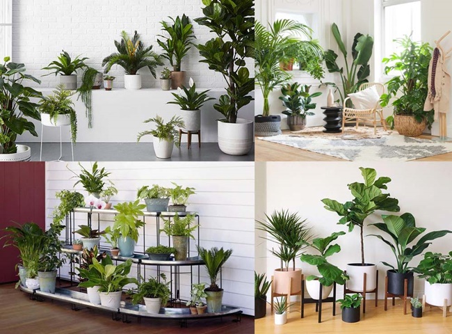 C&acirc;y xanh c&oacute; t&iacute;nh thẩm mỹ cao gi&uacute;p ng&ocirc;i nh&agrave; trở n&ecirc;n sống động