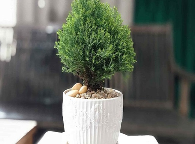 Gỗ c&acirc;y tuyết t&ugrave;ng c&oacute; t&aacute;c dụng xua đuổi muỗi