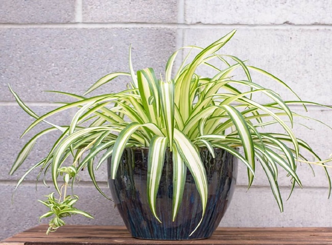 N&ecirc;n đặt c&acirc;y d&acirc;y nhện trong ph&ograve;ng ngủ