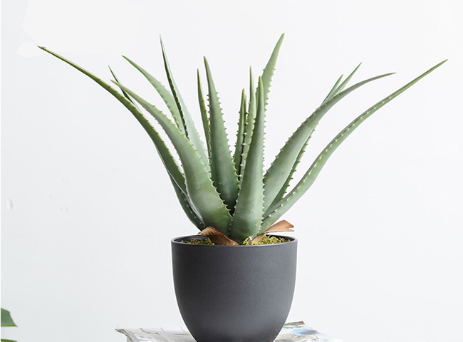 N&ecirc;n đặt c&acirc;y d&acirc;y nhện trong ph&ograve;ng ngủ