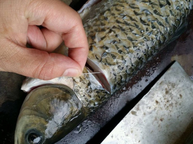 Xử l&yacute; m&ugrave;i tanh của c&aacute;