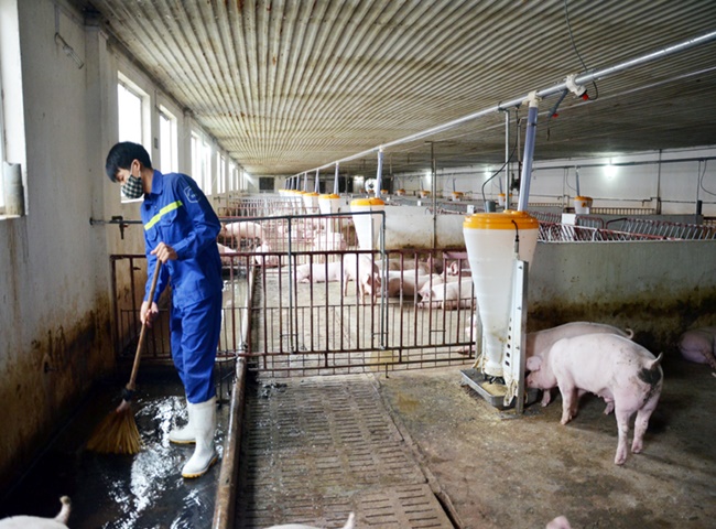Vệ sinh chuồng trại đ&uacute;ng c&aacute;ch tr&aacute;nh m&ugrave;i h&ocirc;i, ẩm mốc