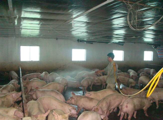 Sử dụng chế phẩm sinh học khử m&ugrave;i chuồng trại thường xuy&ecirc;n