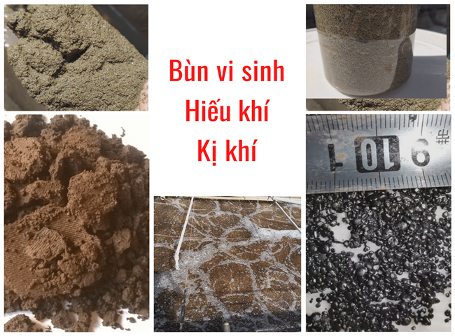 B&ugrave;n vi sinh xử l&yacute; nước thải