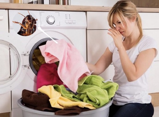 Cách khử mùi hôi của gián trên quần áo cực kỳ hiệu quả