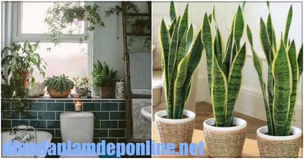 C&aacute;ch chọn c&acirc;y trồng trong nh&agrave; vệ sinh