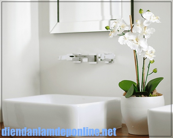 Loại c&acirc;y trồng trong nh&agrave; vệ sinh th&iacute;ch hợp nhất