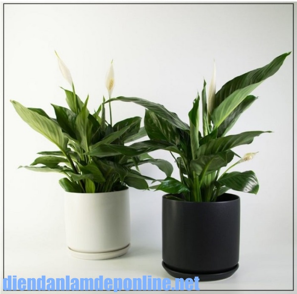 Những loại c&acirc;y trồng trong nh&agrave; vệ sinh phổ biến