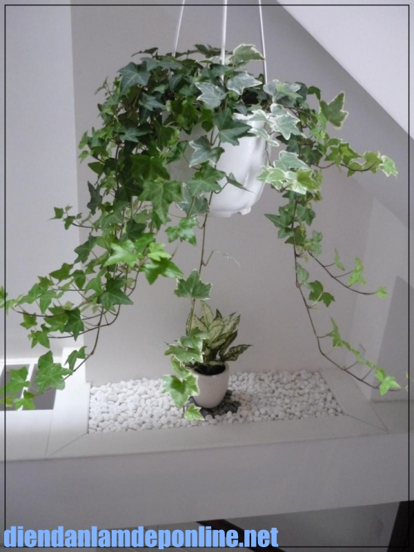 Chọn lọc những c&acirc;y trồng trong nh&agrave; vệ sinh