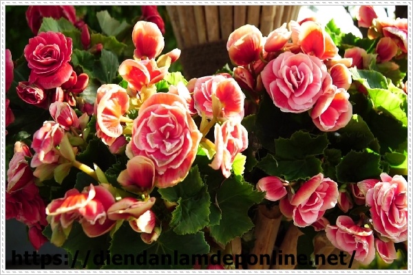 Những lợi &iacute;ch của việc trồng c&acirc;y trong nh&agrave; vệ sinh mang đến