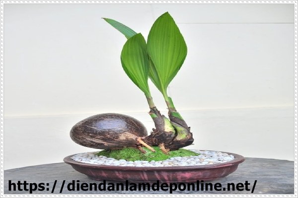 Trồng Dừa cảnh trong nh&agrave; vệ sinh