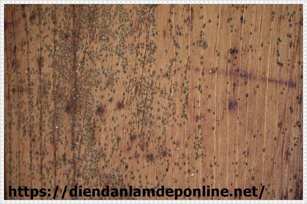 Làm sạch nấm mốc trên đồ gỗ hiệu quả