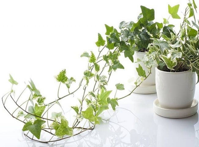 C&acirc;y thường xu&acirc;n c&oacute; t&iacute;nh thẩm mỹ cao